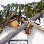 Trees and Roof Damage