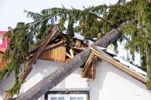 Trees and Roof Damage