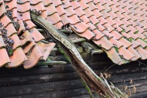 Picture of a tree roof damage