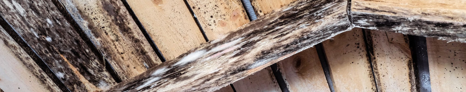 How to Spot Dry Rot in Your Roof